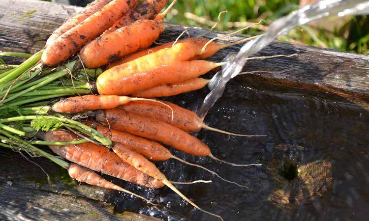Organic carrots from the mountain farm Samer
