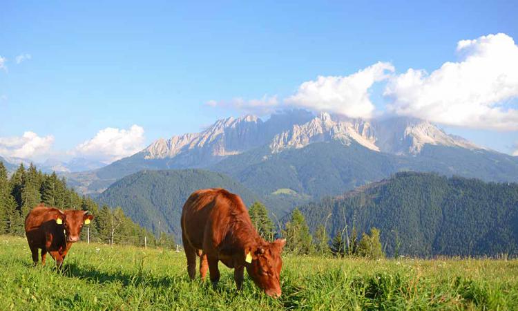 Dexter cattles on the mountain farm in South Tyrol