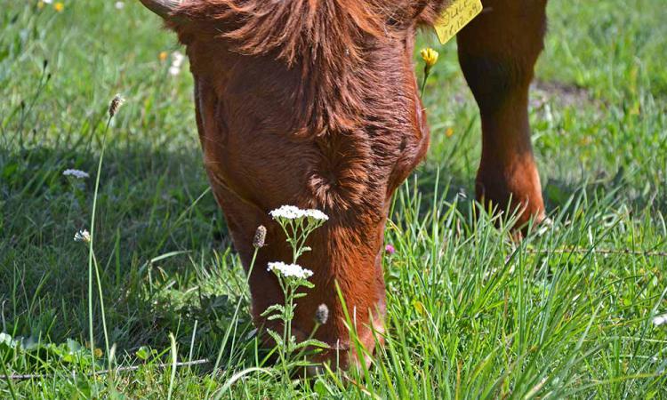 Dexter-Rind - kleinste Rinderrasse Europas