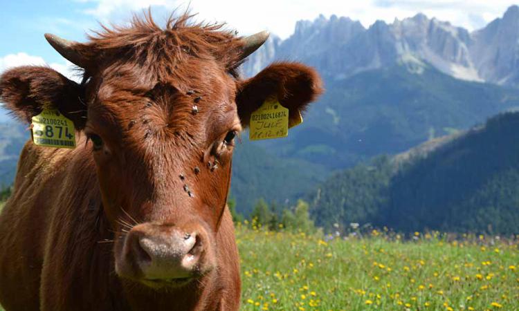 Dexter-Rinder sind die kleinste Rinderrasse Europas