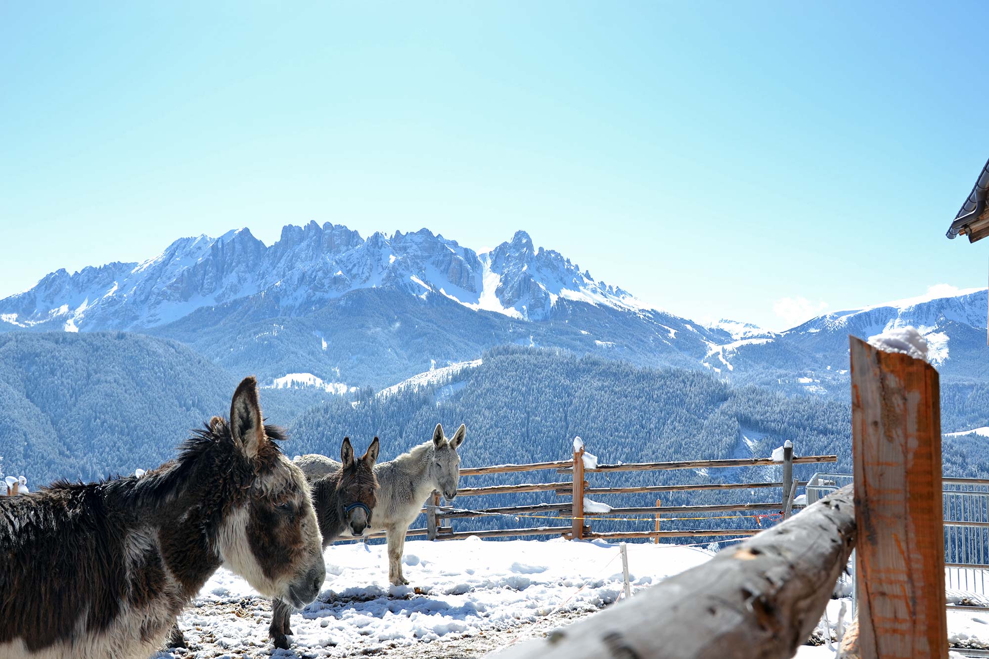 The donkeys enjoying the winter sun