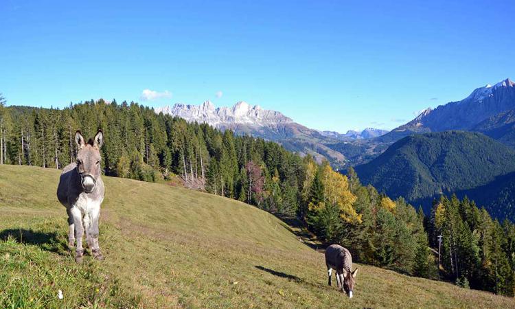 Our donkeys on the meadow