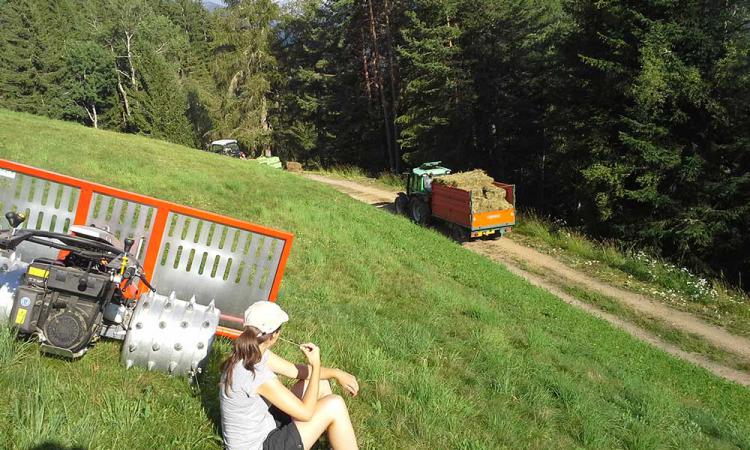 Hay harvest