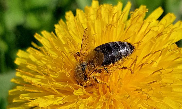 Bees on the mountain farm Samer