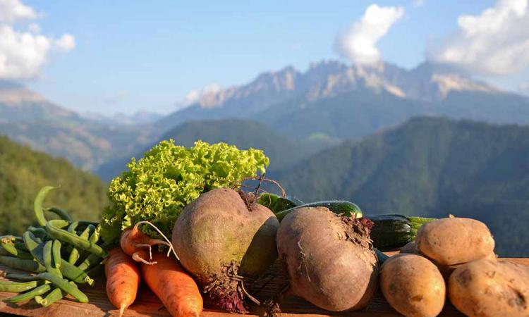 Organic vegetables from the mountain farm Samer