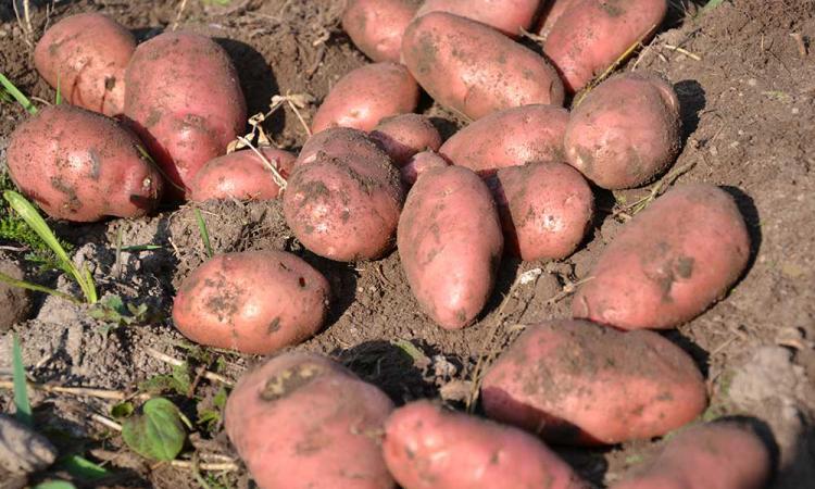 Potatoe harvest on the mountain farm Samer