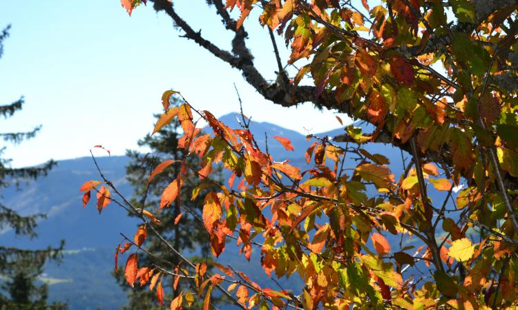 Autumn on our mountain farm 