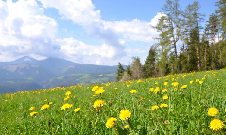 Spring on our mountain-farm 