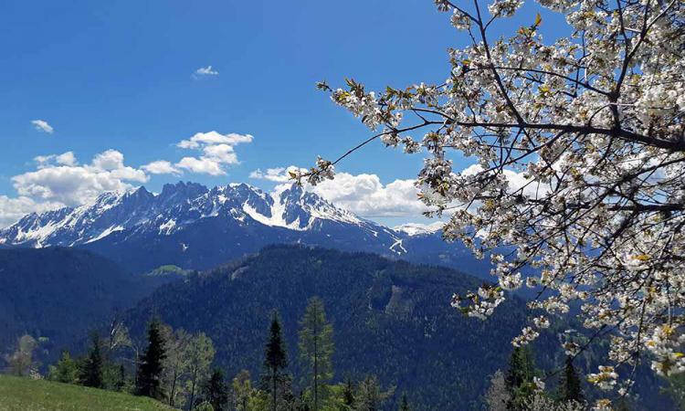 Fioritura del ciliegio sul maso Samer a 1540 m