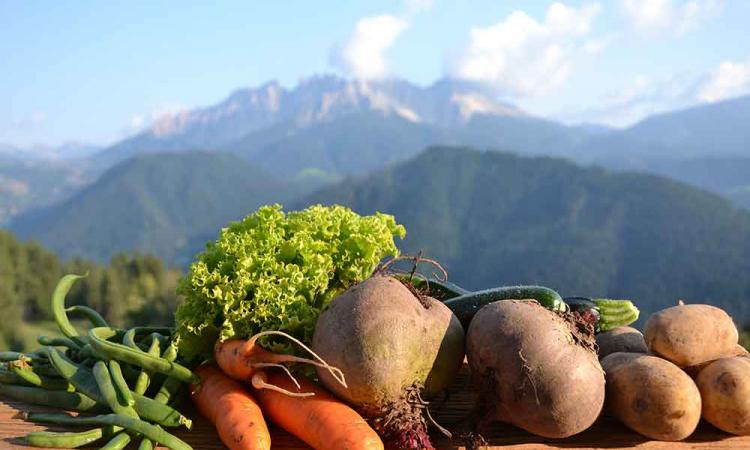 Verdura biologica dal maso di montagna