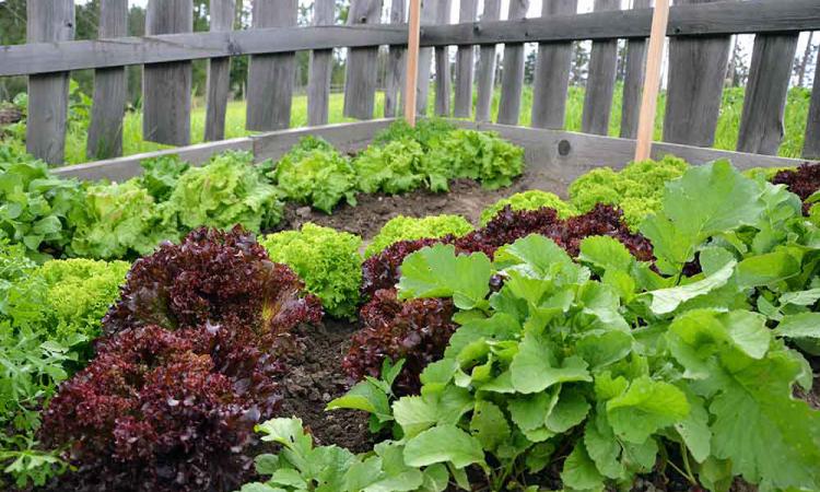 Garden on the mountain farm in South Tyrol