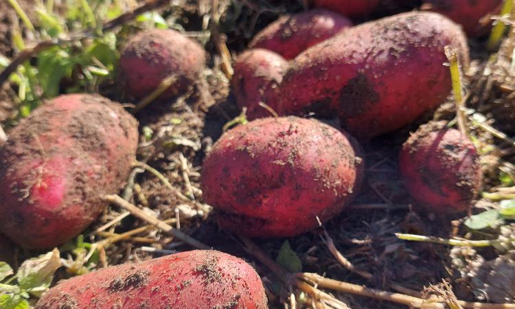 Frisch geerntete rote Kartoffeln mit Erde auf dem Feld