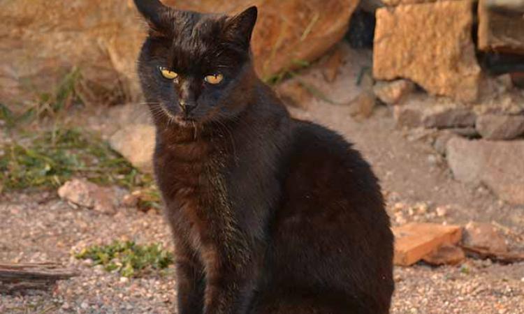 Hofkatze vom Samerhof