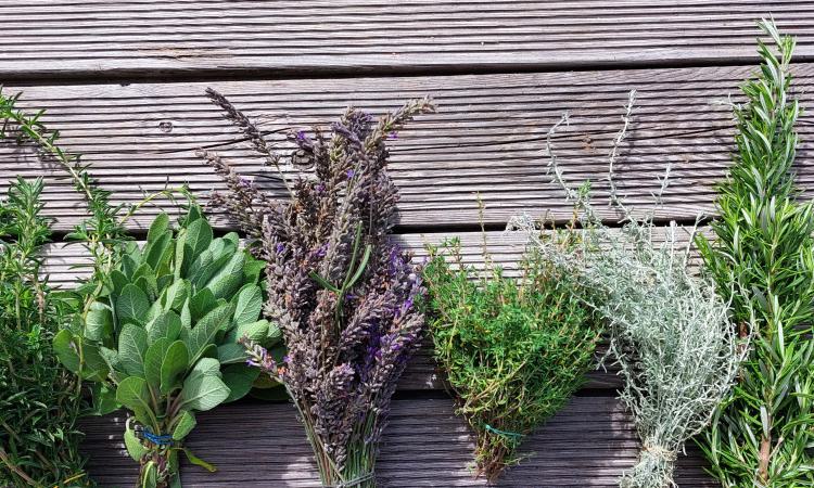 Mehrere Kräuterbündel auf Holzbrettern, darunter Rosmarin, Salbei, Lavendel und Thymian