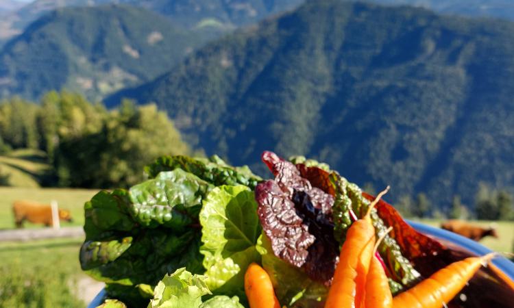 Schale mit frisch geerntetem Salat, Mangold und Karotten, im Hintergrund grasende Kühe und Berglandschaft