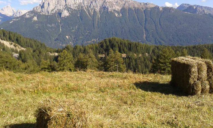 Hay harvest in the summer