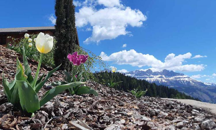 Tulips on the mountain farm Samer