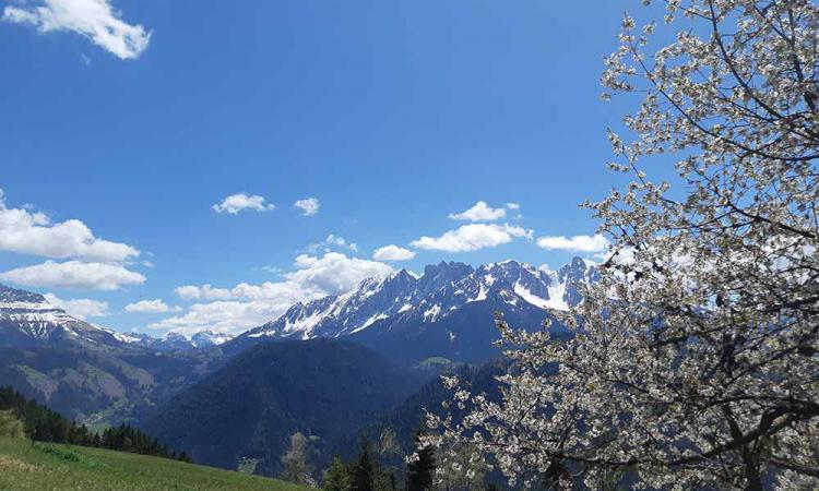 Cherry blossom on the mountain farm Samer