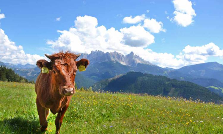 Dexter cattle on the field