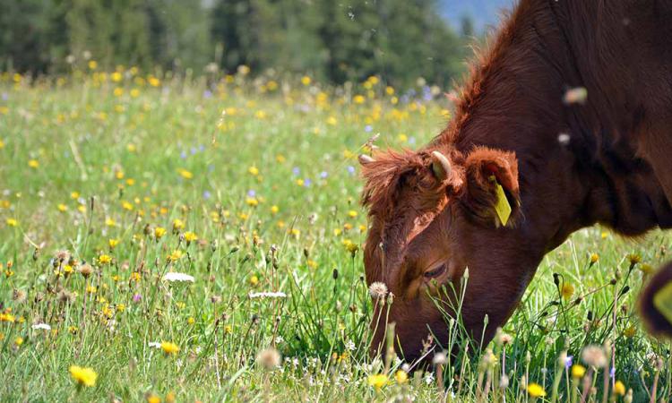 Blühende Almwiesen im Sommer