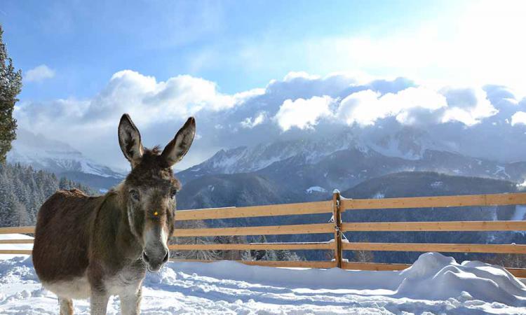 Esel im Winterauslauf am Samerhof