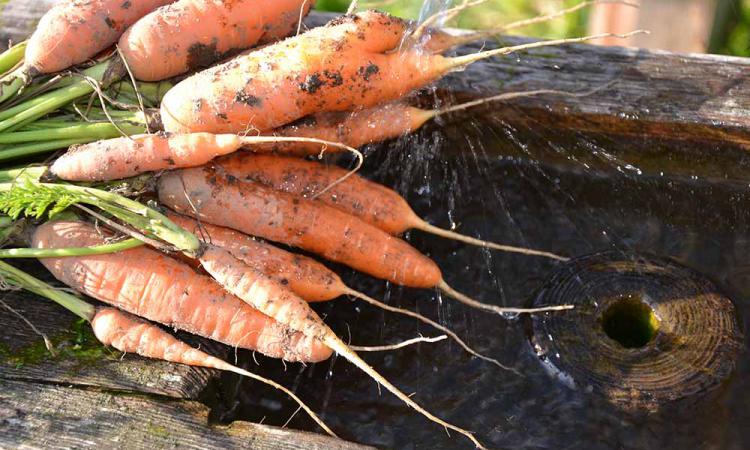 Frisch geerntete Bio-Karotten