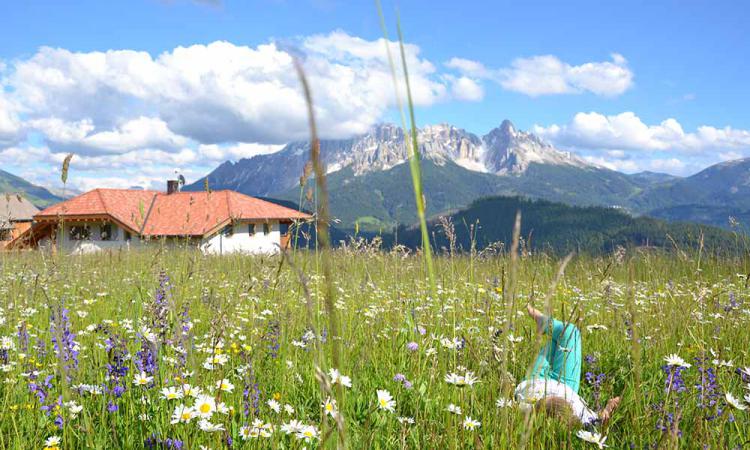 Blühende Almwiesen im Sommer