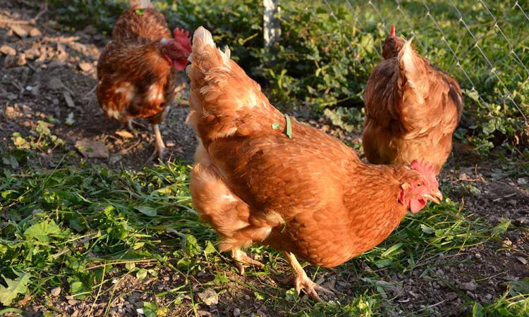 Chicks on the mountain farm Samer
