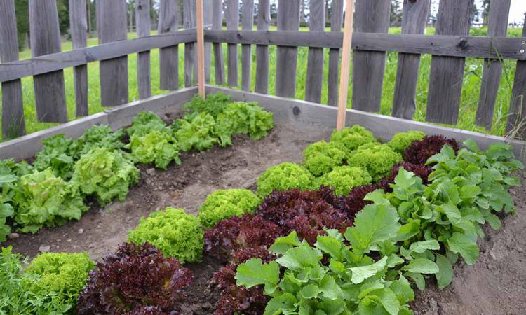 Orto contadino con insalata e ravanello