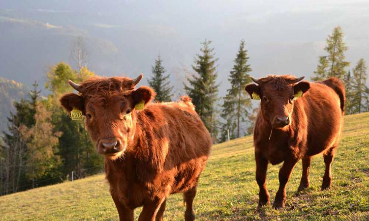 Dexter cattles on the mountain farm Samer