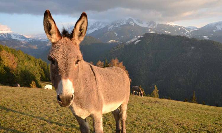 Our loveley donkeys