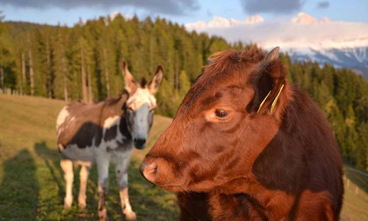 Dexterrind und Esel gemeinsam auf der Weide