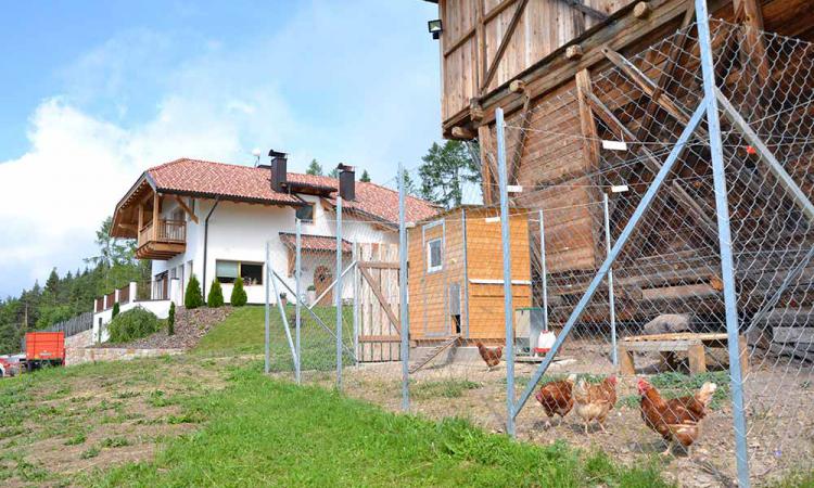 Campo per le galline sul maso Samer