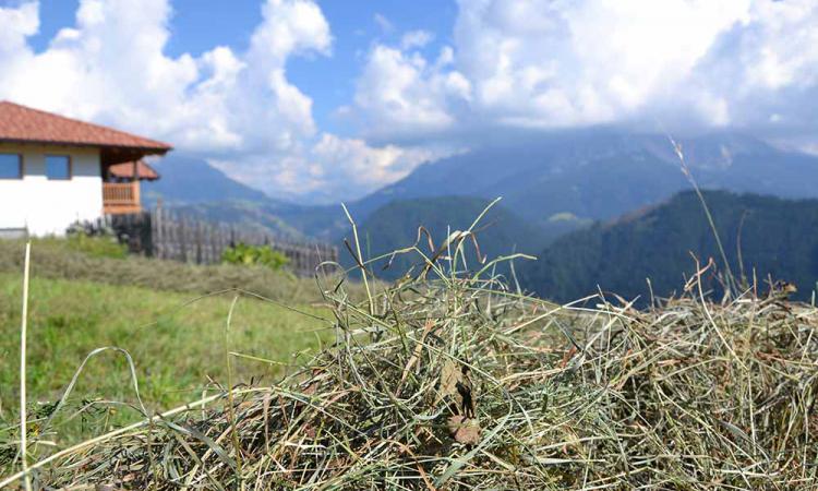 Hay harvest on the mountain farm