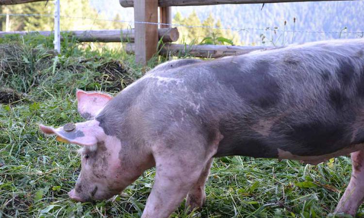 Pigs on the mountain farm Samer