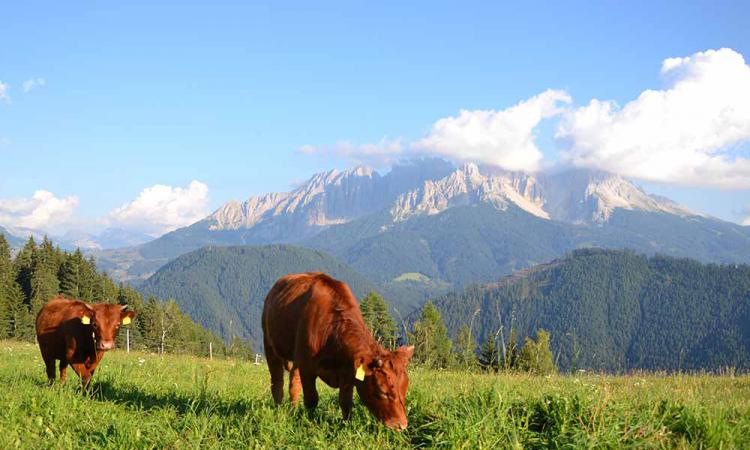 Unsere friedlichen Dexter-Rinder beim Grasen