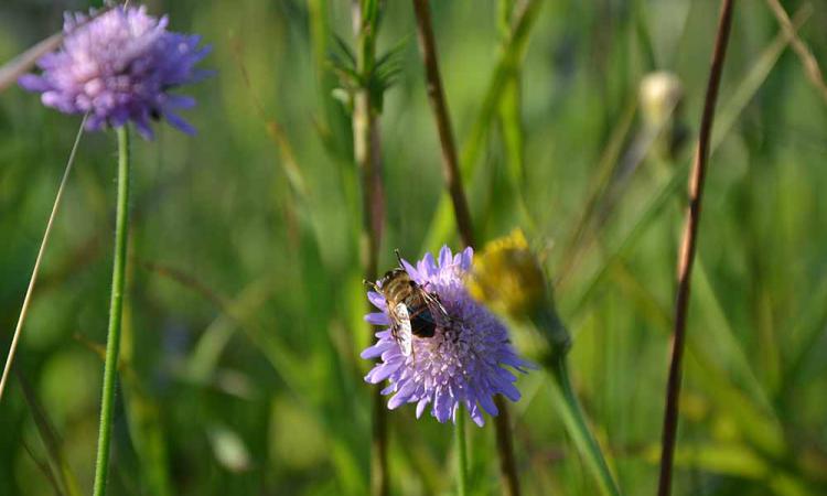 Bees on the mountain farm Samer