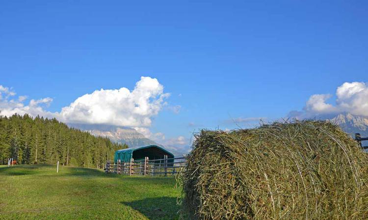 Hay harvest in the summer