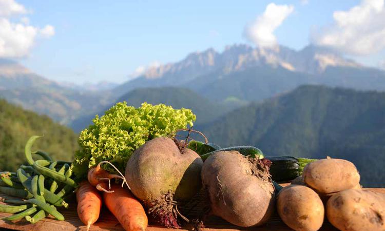 Vegetables from the organic mountain farm