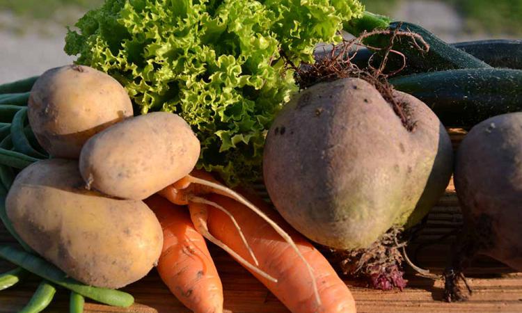 Verdure biologiche: carote, patate, insalata, zucchine e rape rosse