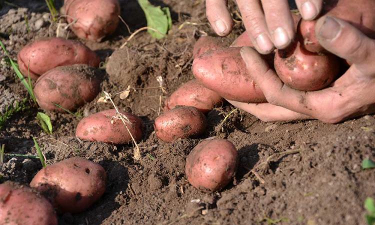 Potatoes are hand-sorted on the mountain farm Samer