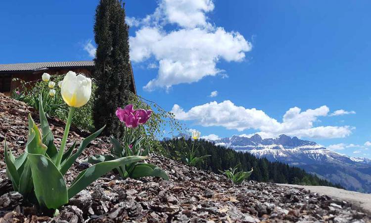 Early bloomer in the Eggental/Val d‘Ega