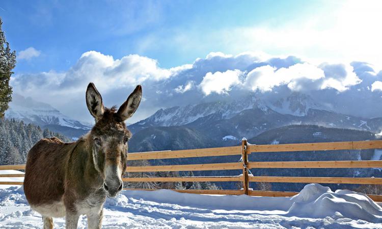 Esel genießen bei uns auch im Winter die Sonne