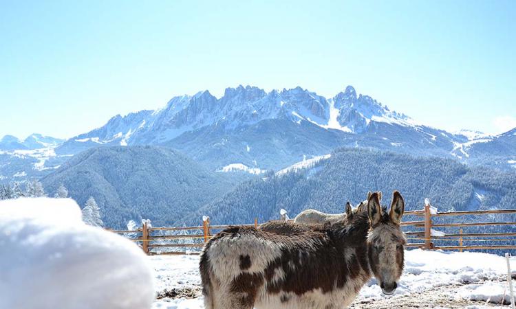 Donkeys on the mountain farm Samer