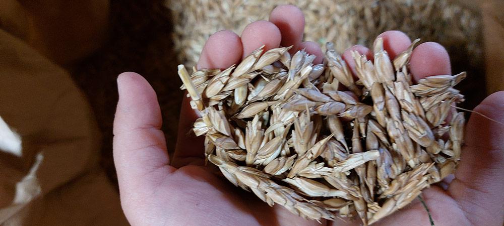 Coltivazione del grano