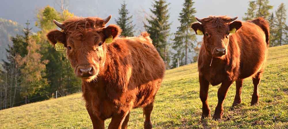 Dexter cattles on the mountain farm Samer