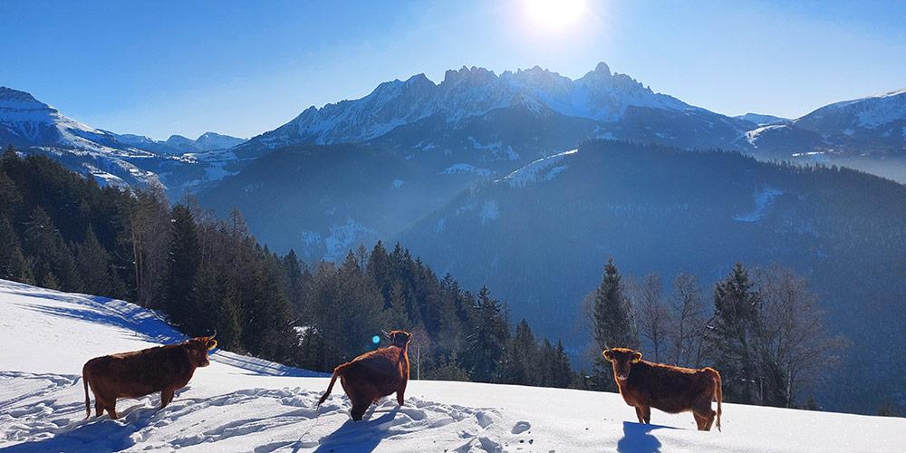 Dexter cattles on the mountain farm Samer