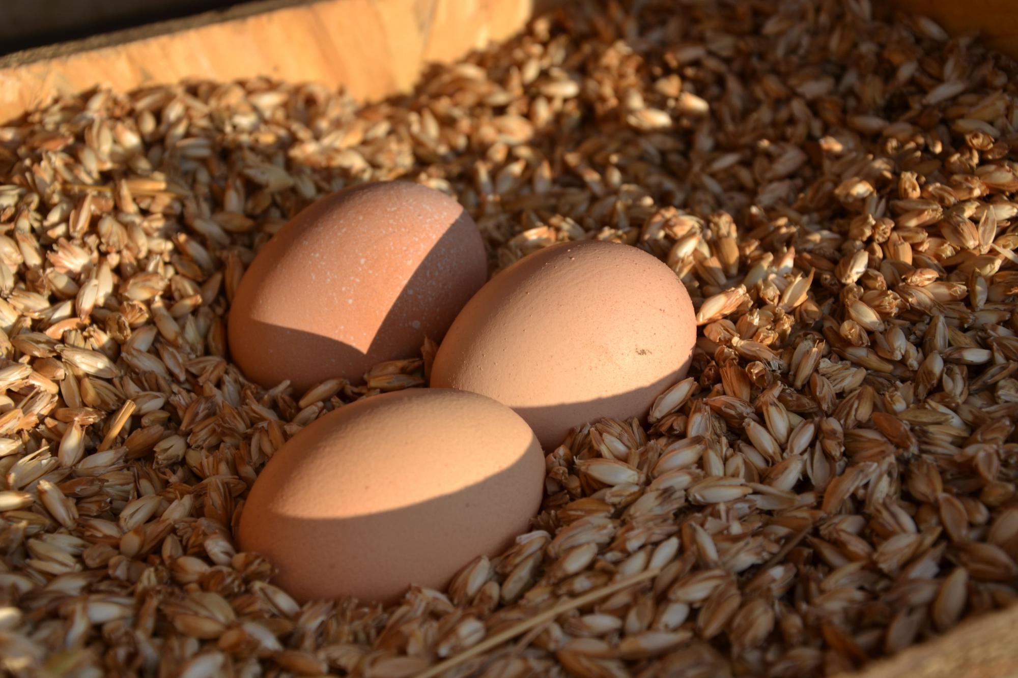 Eggs from our mountainfarm