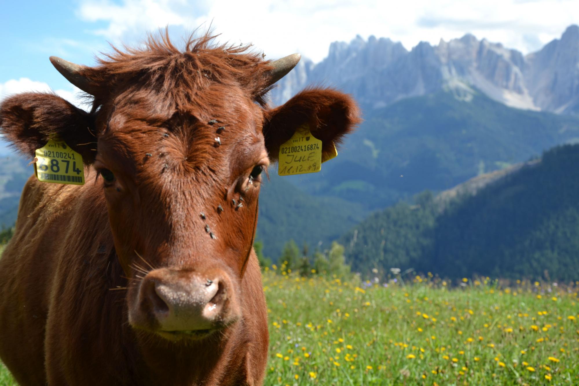 La nostra mucca sul prato 