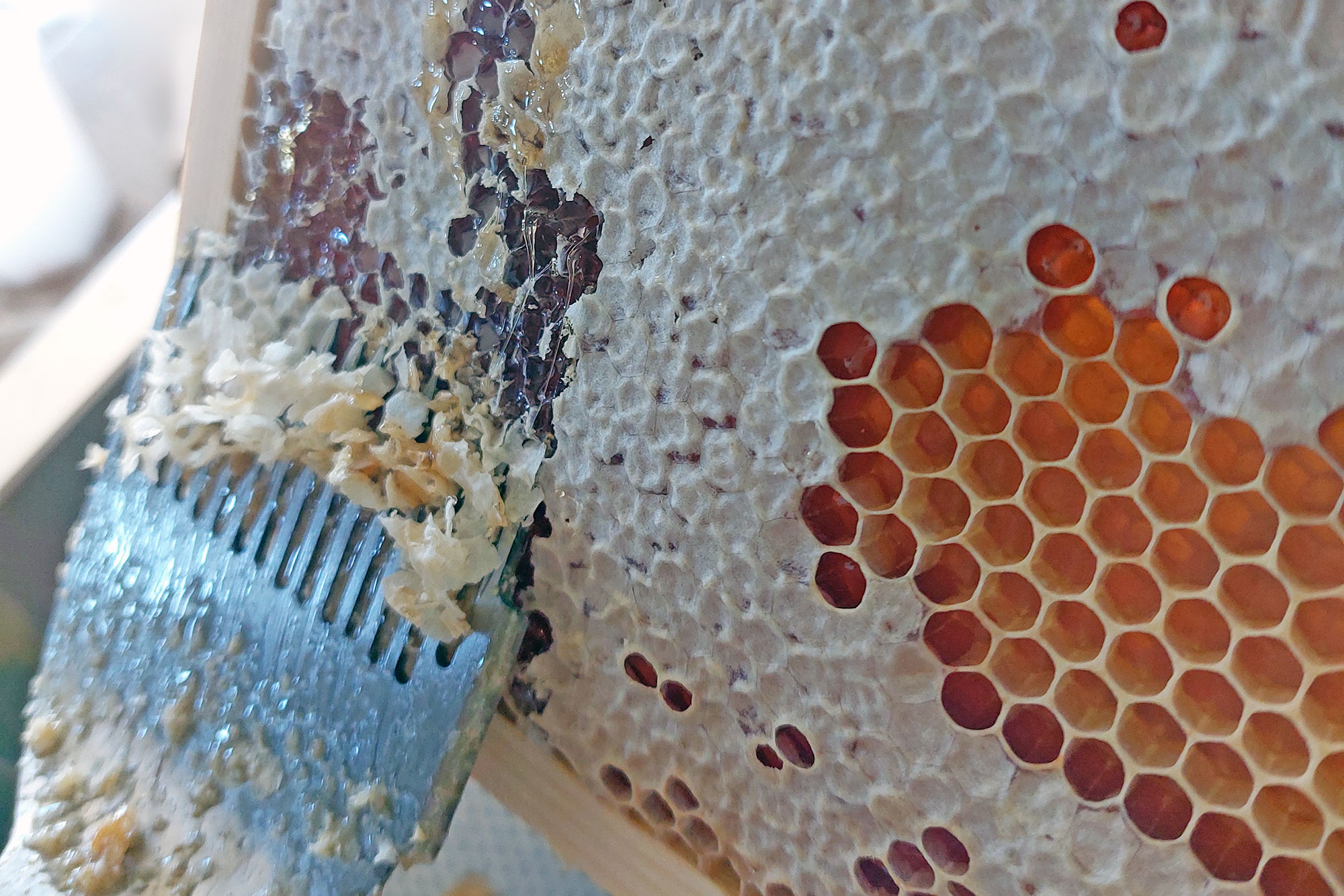 Nahaufnahme einer Bienenwabe mit hellen und honiggefüllten, dunkelroten Wabenzellen